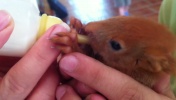 Karmienie maleńkiej wiewiórki