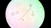 Cystoisosporoza u szczeniaka