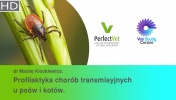 Profilaktyka chorób transmisyjnych u psów i kotów (2/2)