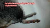 Pobieranie krwi od szynszyli