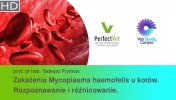 Zakażenia Mycoplasma haemofelis u kotów. Rozpoznawanie i różnicowanie. (2/3)