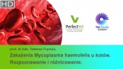 Zakażenia Mycoplasma haemofelis u kotów. Rozpoznawanie i różnicowanie. (2/3)